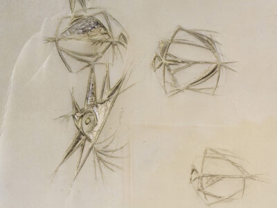 burgemeeser-patijnlaan-14