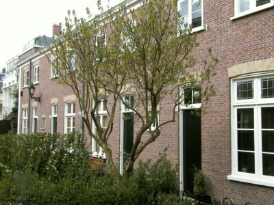 Herkomst: R. de Booij   datum: 7-4-2005